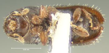 Media type: image;   Entomology 1287 Aspect: habitus ventral view